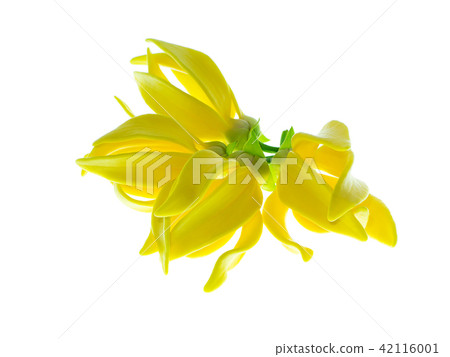 fragrant flowers of climbing ylang-ylang 42116001