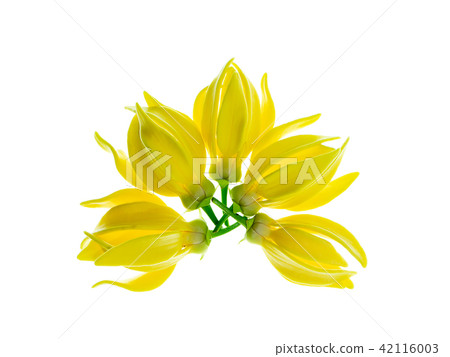 fragrant flowers of climbing ylang-ylang fragrant flowers of climbing ylang-ylang 42116003