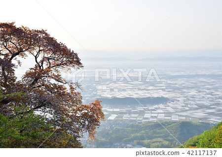 Yahiko Sakura(新潟縣) Yahiko Sakura(新潟縣) 42117137