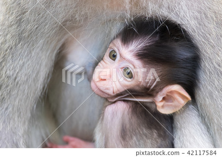 Baby monkey hiding and sucking mother's chest 42117584