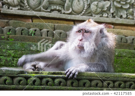 Monkey relaxing on stone temple building. Bali 42117585