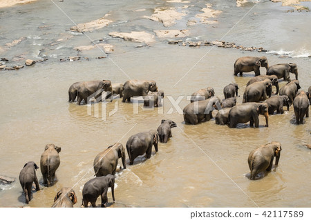 Big Asian elephants. Wild nature of Sri Lanka Big Asian elephants. Wild nature of Sri Lanka 42117589