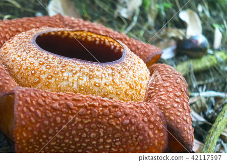 Raflesia 42117597