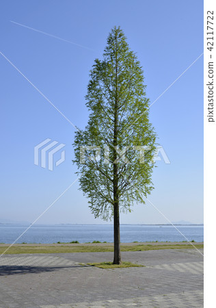 Lake Biwa Lake shore One tree Lake Biwa Lake shore One tree 42117722