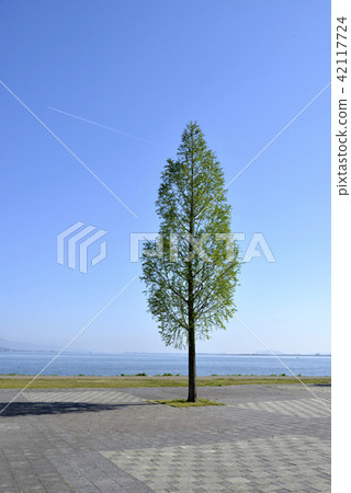 Lake Biwa shore Lake Biwa shore 42117724