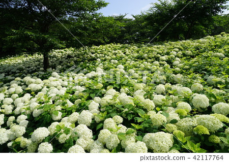 June, Yukito 25 Hydrangea Hydrangea Tsutsumi · Yukio Hydrangea Hydrangea Festival 42117764