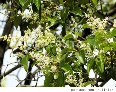 Flower of tow mimicipe / Tachikawa ' Flower of tow mimicipe / Tachikawa ' 42118142