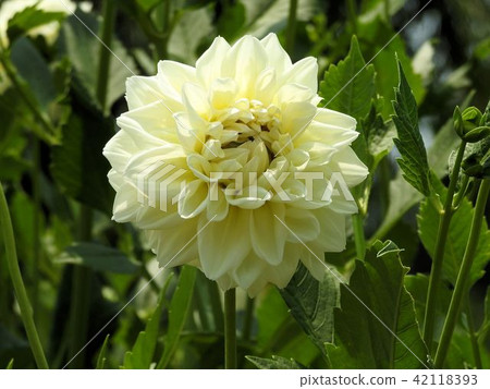 Koutedaryia / Tachikawa ' Koutedaryia / Tachikawa ' 42118393