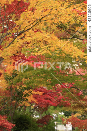 秋葉的Yakushi-ji寺廟Ichi Adachi-ku，東京 42118606