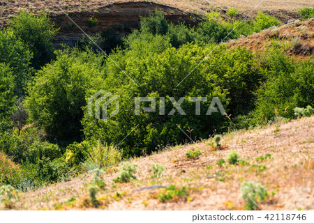 Beautiful rural summer landscape with trees 42118746