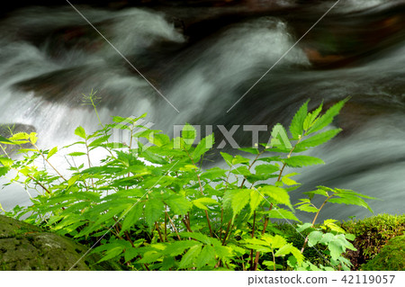 Nakhi Itawa的流動 Nakhi Itawa的流動 42119057