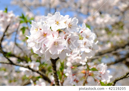 Yoshino cherry tree in full bloom Yoshino cherry tree in full bloom 42119205