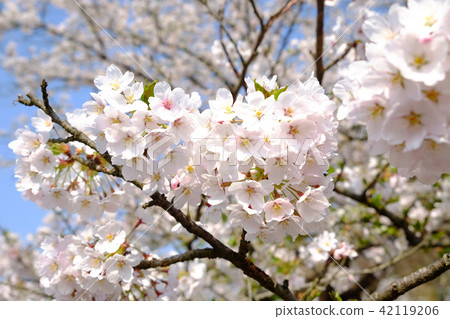 Yoshino cherry tree in full bloom 42119206