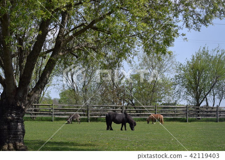 Nature and horse 42119403