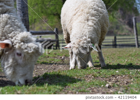sheep  42119404