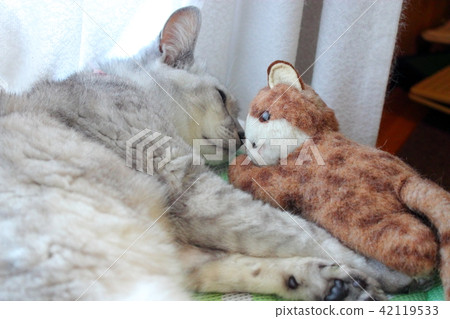 貓和毛絨動物 42119533