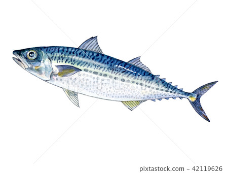 Gomasaba watercolor illustration 42119626