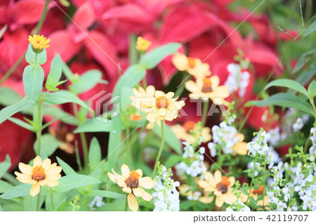 Zinnia Flower 42119707