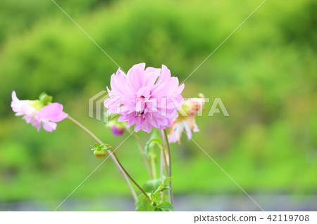 Dahlia flower 42119708