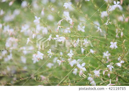 Goura flower 42119785