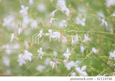Goura花 Goura花 42119786