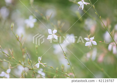 Goura花 Goura花 42119787
