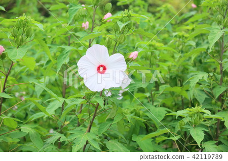 泰坦粘稠的花朵 泰坦粘稠的花朵 42119789