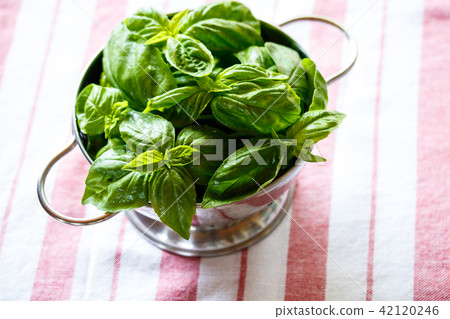 basil basil 42120246