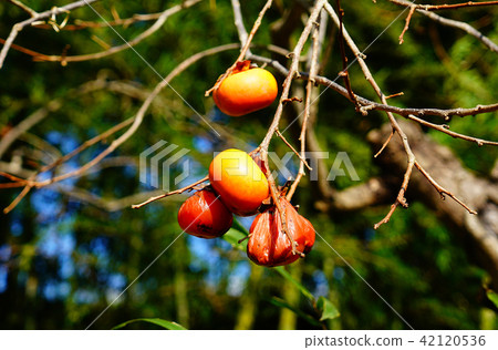 Choshugakuji秋葉 42120536