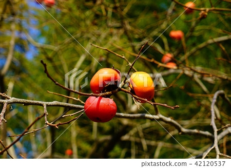 Choshugakuji秋葉 Choshugakuji秋葉 42120537