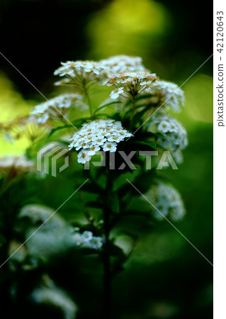 Kodemari花 42120643