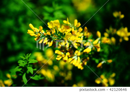 金黃顏色花，黃鰭金槍魚花 42120646