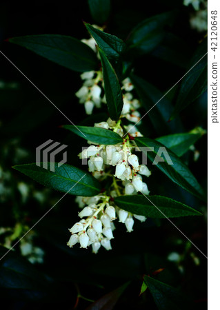 Leucate Axylas花 42120648