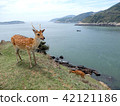 台灣馬山北極奧島島志馬花園，風水天元梅花鹿慘親密友。 42121186