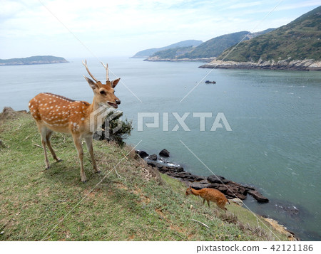 Taiwanese Masan North Pole Oku Island Shima Hanaokaen, Feng Shui Tianyuan Mei Flower deer Miserable close friend. 42121186