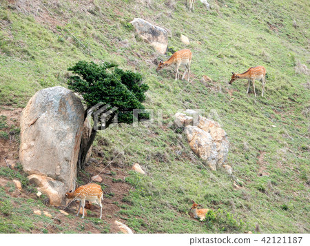 台灣馬漢北極奧島Shima Hanaoka，一群Deer Electricity Gakusho。 42121187