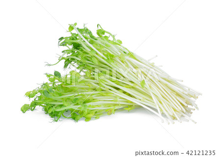 green snow pea sprouts isolated on white green snow pea sprouts isolated on white 42121235