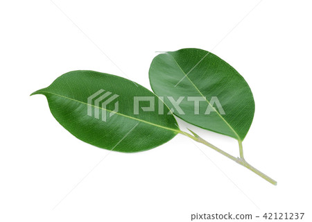 green leaf isolated on white background green leaf isolated on white background 42121237