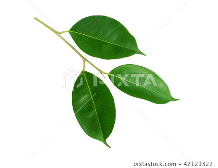 green leaf isolated on white background 42121322