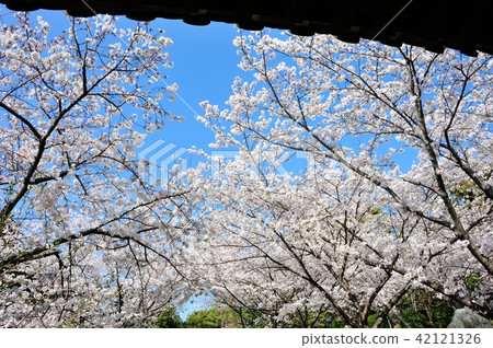 Cherry Blossoms at Dryon Cherry Blossoms at Dryon 42121326