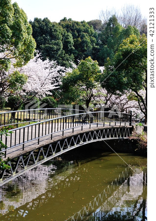 Cherry Blossoms at Dryon 42121333