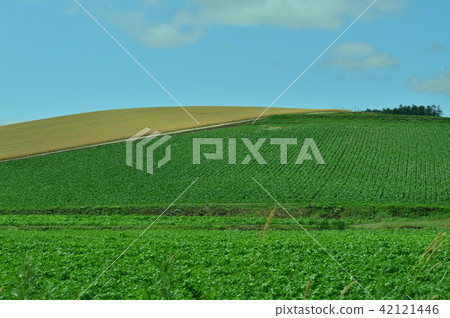 Hokkaido Furano summer scenery color 42121446