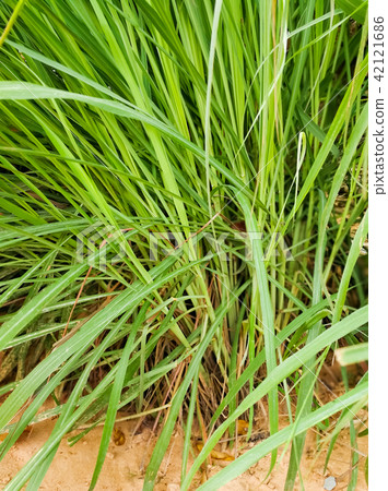 Lemongrass or Lapine were planted on the ground 42121686
