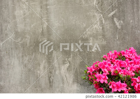Concrete wall and azalea Concrete wall and azalea 42121986