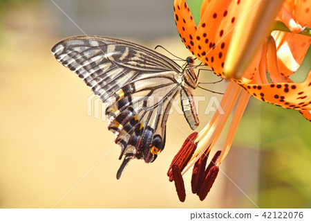 飯糰和namiageha 42122076