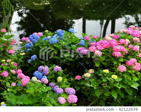 hydrangea hydrangea 42122639