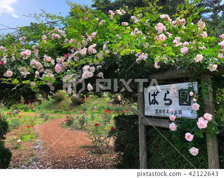 Morioka City Takamatsu Park Rose Garden Morioka City Takamatsu Park Rose Garden 42122643