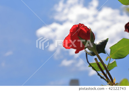 Roses blooming in the sky 42122743