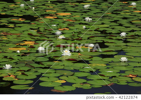 Ichinuma的志賀Kogen Hinjigusa 42122874