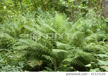 Large fern bunch at summer forest Large fern bunch at summer forest 42123120